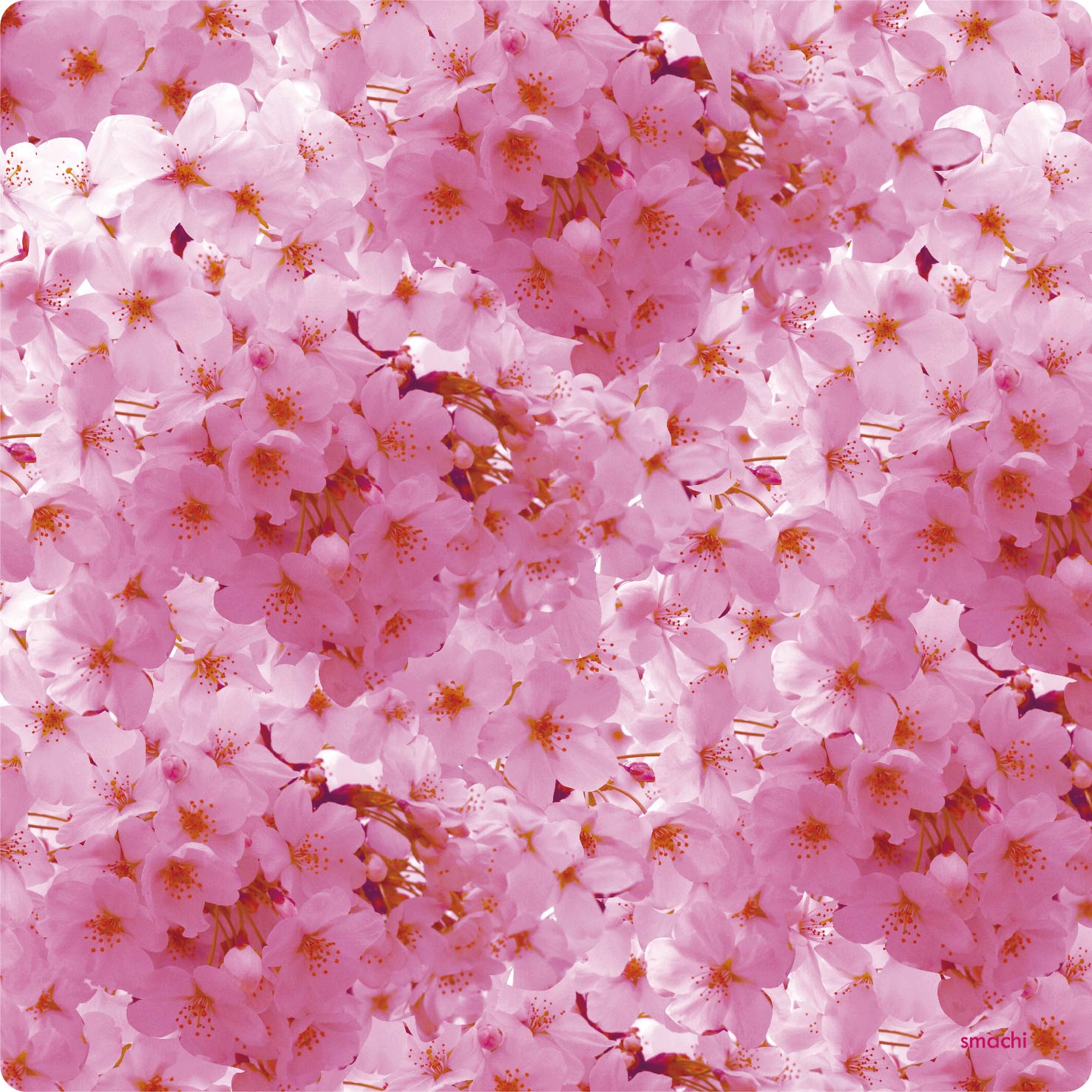 smachi 0170 25×25cm